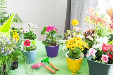 Bir ev balkonunun bahar dekorasyonu ya da teras, çiçekler, sardunya çiçeği ve petunya ile sarmaşık ve yeşil arka planda tırmık, ev bahçeleri ve hobiler, biyofilik tasarım