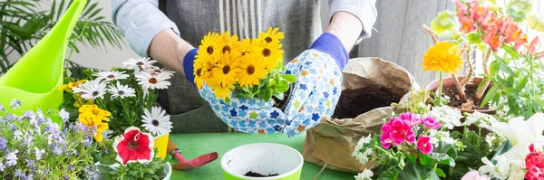 Bahar terası ya da balkon çiçeklerle süslenmiş, saksılara bir erkek tarafından dikilmiş, yeşil yapraklarla çerçevelenmiş, hobi olarak bahçecilik ve bahar tazeliği.