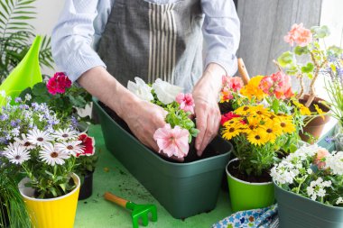 Yeşilliklerle çevrili tencerelere renkli petunyalar eken bir adam bahar baharı baharı baharı baharı baharı bahçelerini ve hobi atmosferlerini, bir balkon ya da çiçeklerle süslenmiş terasları yakalıyor.