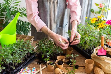 Bir adam dikkatlice genç domates fidelerini diker ve onları yemyeşil bitkiler ve bahçe aletleriyle çevrili çevre dostu saksılara yerleştirir.