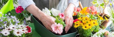A man planting colorful petunias in pots, surrounded by lush greenery, capturing spring gardening and hobby vibes, spring decoration of a home balcony or terrace with flowers, banner