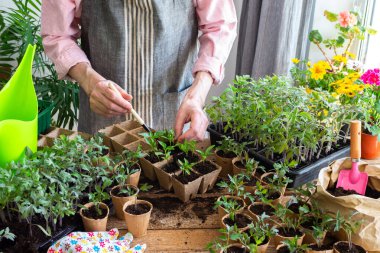Güneşli bir kapalı alanda, bir adam dikkatlice genç biber fidelerini çevre dostu çömleklere nakleder, bahçecilik becerilerini ve bitki yetiştirme becerilerini gösterir.