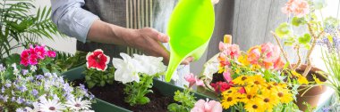 Bir adam tencerelere renkli petunyalar ekiyor ve onları suluyor, yemyeşil çiçeklerle çevrili, bahar baharı baharı baharı bahçelerini ve hobi ortamlarını yakalıyor, bir evin balkon süslemesi ya da çiçeklerle dolu bir teras.