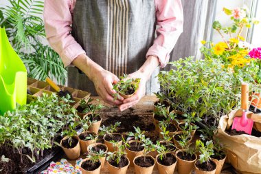 Bir adam dikkatlice dikişlerini atıyor ve genç domates fidelerini biyolojik olarak ayrıştırılabilir çömleklere aktarıyor. Parlak çiçekler ve yeşil bitkiler canlı bir bahçe atmosferi yaratıyor, zemine bahar ekimi için hazırlanıyorlar.