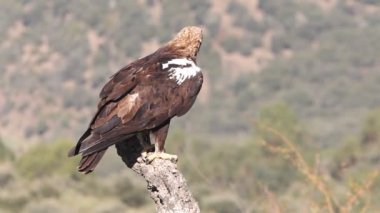 İspanyol İmparatorluk Kartalı yetişkin erkek, bulutlu ve rüzgarlı bir günün ilk ışıklarıyla Akdeniz ormanlarında bir meşe dalında