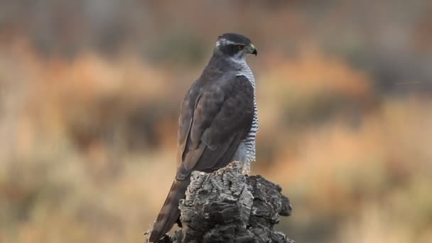 Donna Adulta Goshawk Settentrionale Tronco Quercia Sughero Una Foresta Querce — Video Stock