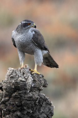 Kuzeyli dişi Şahin, çam ormanının en sevdiği noktasında ve öğleden sonra ışıklarında meşe ağaçlarında.