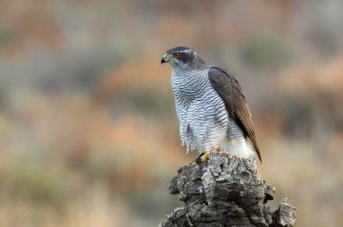 Kuzeyli dişi Şahin, çam ormanının en sevdiği noktasında ve öğleden sonra ışıklarında meşe ağaçlarında.