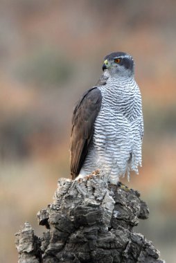 Kuzeyli dişi Şahin, çam ormanının en sevdiği noktasında ve öğleden sonra ışıklarında meşe ağaçlarında.