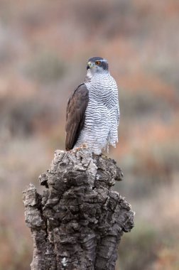 Kuzeyli dişi Şahin, çam ormanının en sevdiği noktasında ve öğleden sonra ışıklarında meşe ağaçlarında.