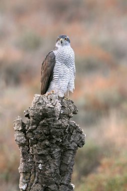 Kuzeyli dişi Şahin, çam ormanının en sevdiği noktasında ve öğleden sonra ışıklarında meşe ağaçlarında.