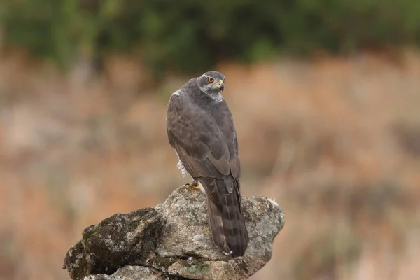 Nördlicher Habicht Erwachsenes Weibchen Seinem Bevorzugten Aussichtspunkt Einem Kiefernwald Und — Stockfoto