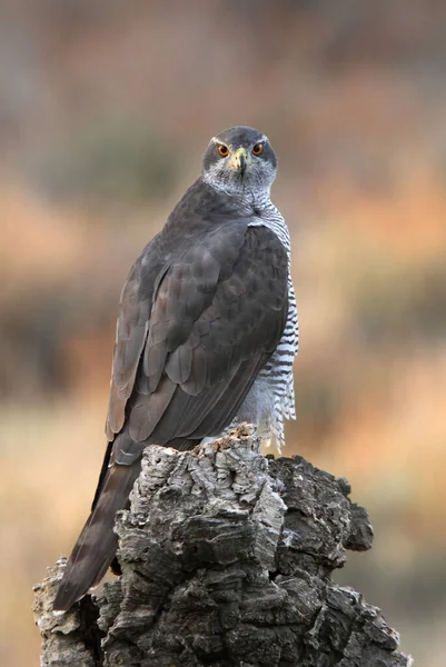 Severní Goshawk Dospělá Žena Jeho Oblíbeném Výhledu Borovém Lese Duby — Stock fotografie