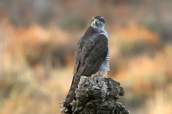 Goshawk Norte Fêmea Adulta Seu Ponto Vista Favorito Uma Floresta — Fotografia de Stock