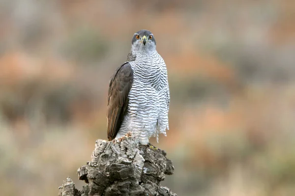 Nordlig Goshawk Vuxen Hona Sin Favorit Utsiktspunkt Tallskog Och Ekar — Stockfoto