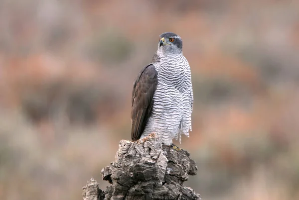 Goshawk Norte Fêmea Adulta Seu Ponto Vista Favorito Uma Floresta — Fotografia de Stock