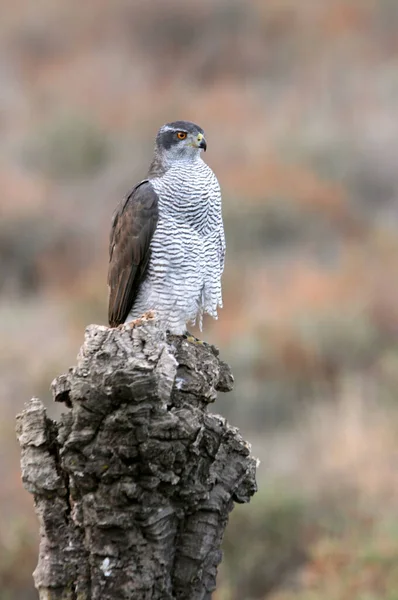 Nordlig Goshawk Vuxen Hona Sin Favorit Utsiktspunkt Tallskog Och Ekar — Stockfoto