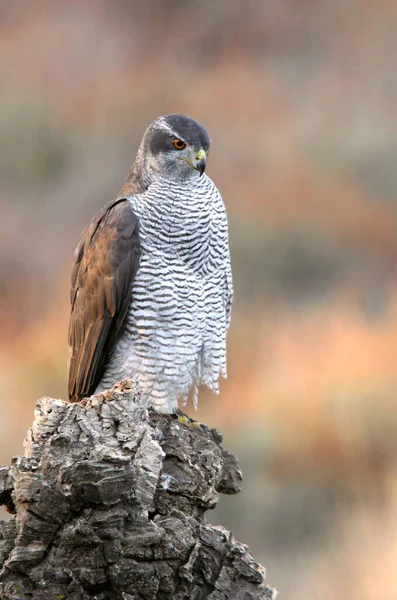 Nordlig Goshawk Vuxen Hona Sin Favorit Utsiktspunkt Tallskog Och Ekar — Stockfoto