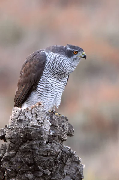 Nördlicher Habicht Erwachsenes Weibchen Seinem Bevorzugten Aussichtspunkt Einem Kiefernwald Und — Stockfoto