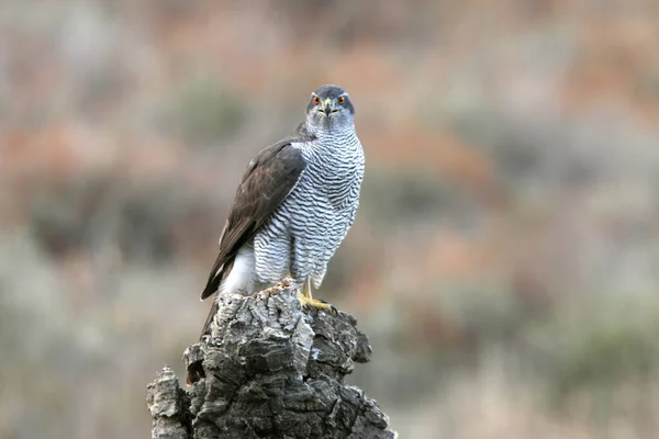 Northern Goshawk Adult Female His Favorite Vantage Point Pine Forest — Stock Photo, Image