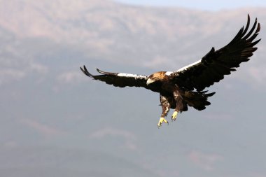 İspanyol İmparatorluğu Kartalı, güneşli bir günde Akdeniz tepesinde uçan yetişkin dişi.