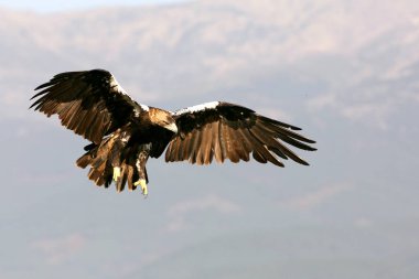 İspanyol İmparatorluğu Kartalı, güneşli bir günde Akdeniz tepesinde uçan yetişkin dişi.