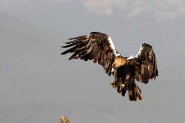İspanyol İmparatorluğu Kartalı, güneşli bir günde Akdeniz tepesinde uçan yetişkin dişi.