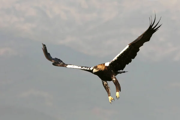 Ισπανικό Imperial Eagle Ενήλικο Θηλυκό Πετάει Ένα Μεσογειακό Λόφο Μια — Φωτογραφία Αρχείου