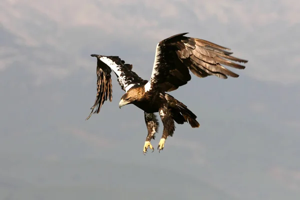 Espanhol Imperial Eagle Adulto Fêmea Voando Uma Colina Mediterrânea Dia — Fotografia de Stock
