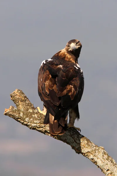 Spanska Imperial Eagle Vuxen Kvinna Din Favorit Vakttorn Medelhavet Kulle — Stockfoto