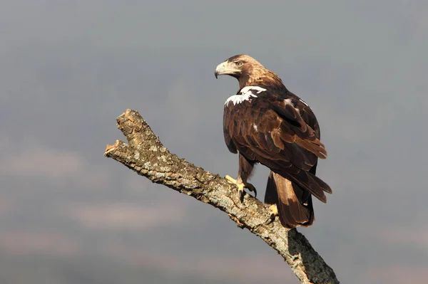 Espanhol Imperial Eagle Adulto Feminino Sua Torre Vigia Favorita Uma — Fotografia de Stock