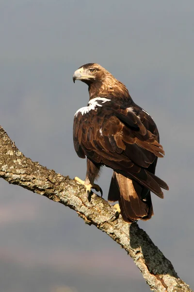 Espanhol Imperial Eagle Adulto Feminino Sua Torre Vigia Favorita Uma — Fotografia de Stock