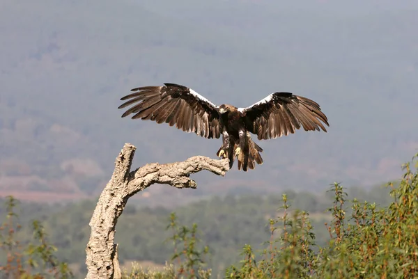 Espanhol Imperial Eagle Adulto Fêmea Voando Uma Colina Mediterrânea Dia — Fotografia de Stock