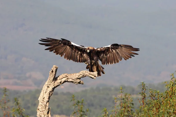 Espanhol Imperial Eagle Adulto Fêmea Voando Uma Colina Mediterrânea Dia — Fotografia de Stock
