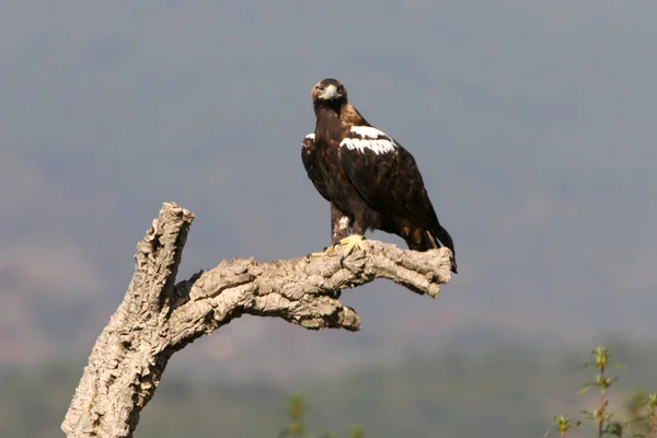 Spanish Imperial Eagle Adult Female Your Favorite Watchtower Mediterranean Hill — Stock Photo, Image