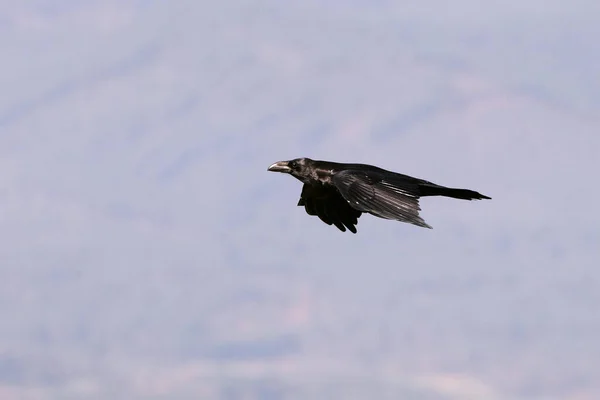 Common Raven Male Flying First Light Day Cold Winter Morning — Stock Photo, Image