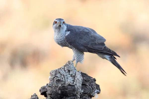 Northern Goshawk Adult Male Cork Oak Trunk Autumn Forest Pines — Stock Photo, Image