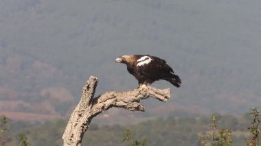 İspanyol İmparatorluk Kartalı yetişkin dişisi Akdeniz 'de bir meşe mantarı üzerinde güneşli bir sabah ışıklarıyla meşe ve çam ağaçları arasında