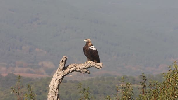 Spanische Kaiseradlerweibchen Auf Einer Korkeiche Einem Mediterranen Wald Aus Steineichen — Stockvideo