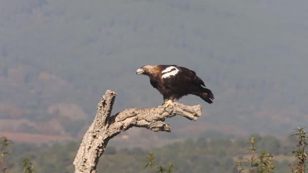 Aigle Impérial Espagnol Femelle Adulte Sur Chêne Liège Dans Une — Video