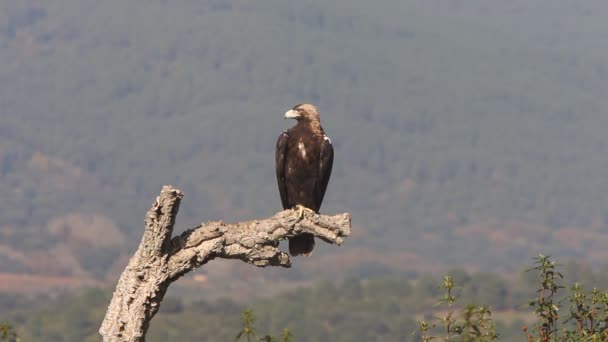 Águila Imperial Española Hembra Adulta Sobre Alcornoque Bosque Mediterráneo Encinas — Vídeo de stock