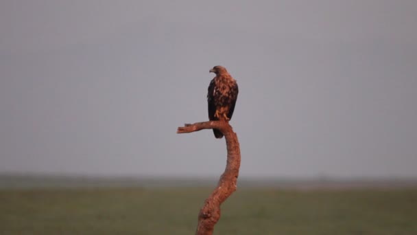 Águila Imperial Española Varón Cuatro Años Torre Vigilancia Favorita Con — Vídeos de Stock