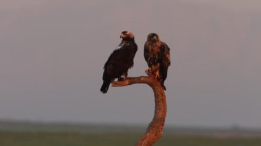 İspanyol İmparatorluk Kartalı yetişkin kadın ve dört yaşında erkek. İlk sabah ışıkları en sevdiğiniz yerde.