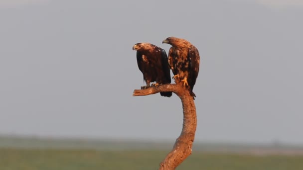 Águila Imperial Española Hembra Adulta Macho Cuatro Años Con Las — Vídeo de stock