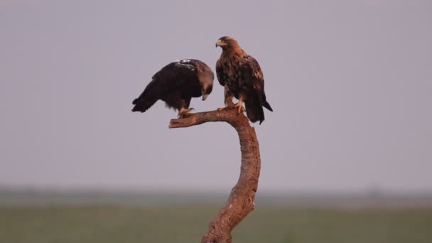 Águila Imperial Española Hembra Adulta Macho Cuatro Años Con Las — Vídeo de stock