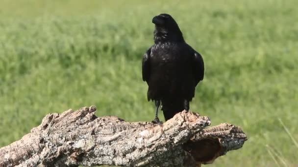 Sabahın Ilk Işıklarıyla Ortak Kuzgun — Stok video