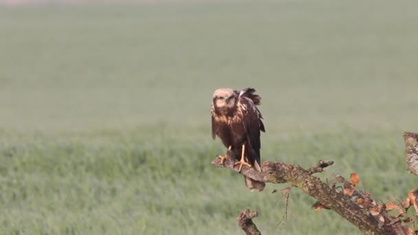 Dorosła Suka Zachodnie Bagno Harrier Pierwszym Światłem Świtu Jej Terytorium — Wideo stockowe