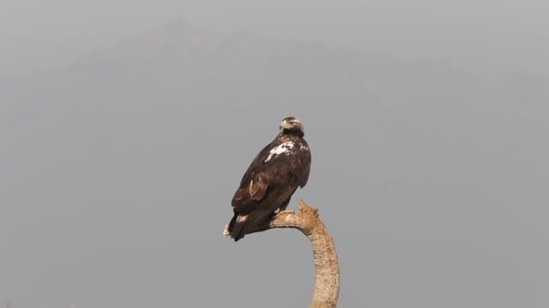 Spanish Imperial Eagle Adult Female First Morning Lights Your Favorite — Stock Video