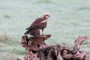 Bataklık bataklığı. Yetişkin bir kadın. Günün ilk ışıklarıyla.