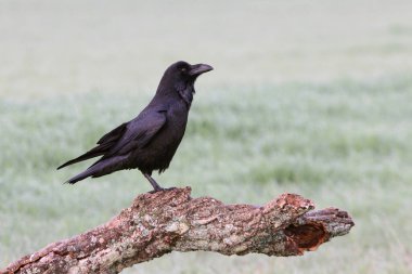 Günün ilk ışıklarıyla ortak kuzgun